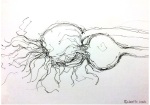 Garlic bulbs ink pen drawing