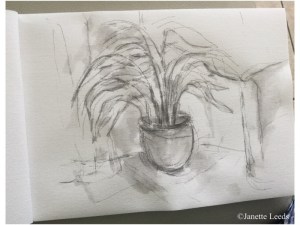 Photo of fern drawing