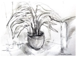 Drawing of a fern
