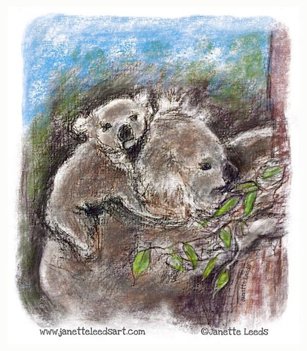 Koala mum and baby